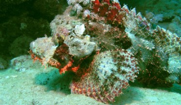 Stonefish are packing switchblades in their faces. Image credit: Frank am Main / CC BY-SA 2.0.