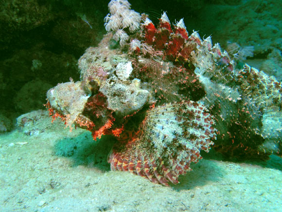 Stonefish are packing switchblades in their faces. Image credit: Frank am Main / CC BY-SA 2.0.