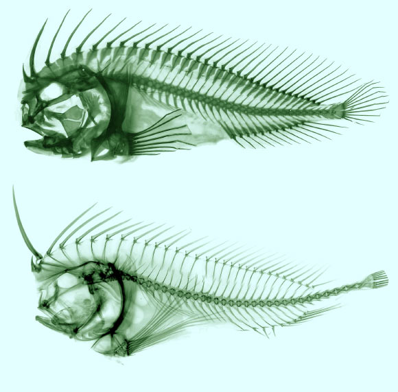 Top: cleared and stained specimen of the warty prowfish (Aetapcus maculatus). Bottom: the whiskered prowfish (Neopataecus waterhousii). Image credit: Leo Smith, University of Kansas.