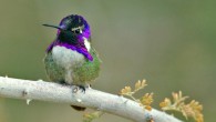 Male Costa’s hummingbirds (Calypte costae), like the one shown here, court females using a high-speed dive in which they sing with their tail feather. Image credit: Alan D. Wilson / CC BY-SA 2.5.