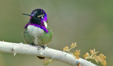 Male Costa’s hummingbirds (Calypte costae), like the one shown here, court females using a high-speed dive in which they sing with their tail feather. Image credit: Alan D. Wilson / CC BY-SA 2.5.