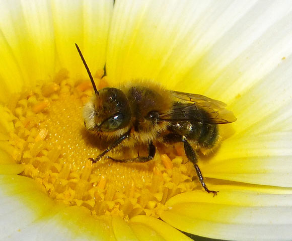 McFrederick et al isolated three previously unknown bacterial species from wild bees and flowers. Image credit: Gail Hampshire / CC BY 2.0.