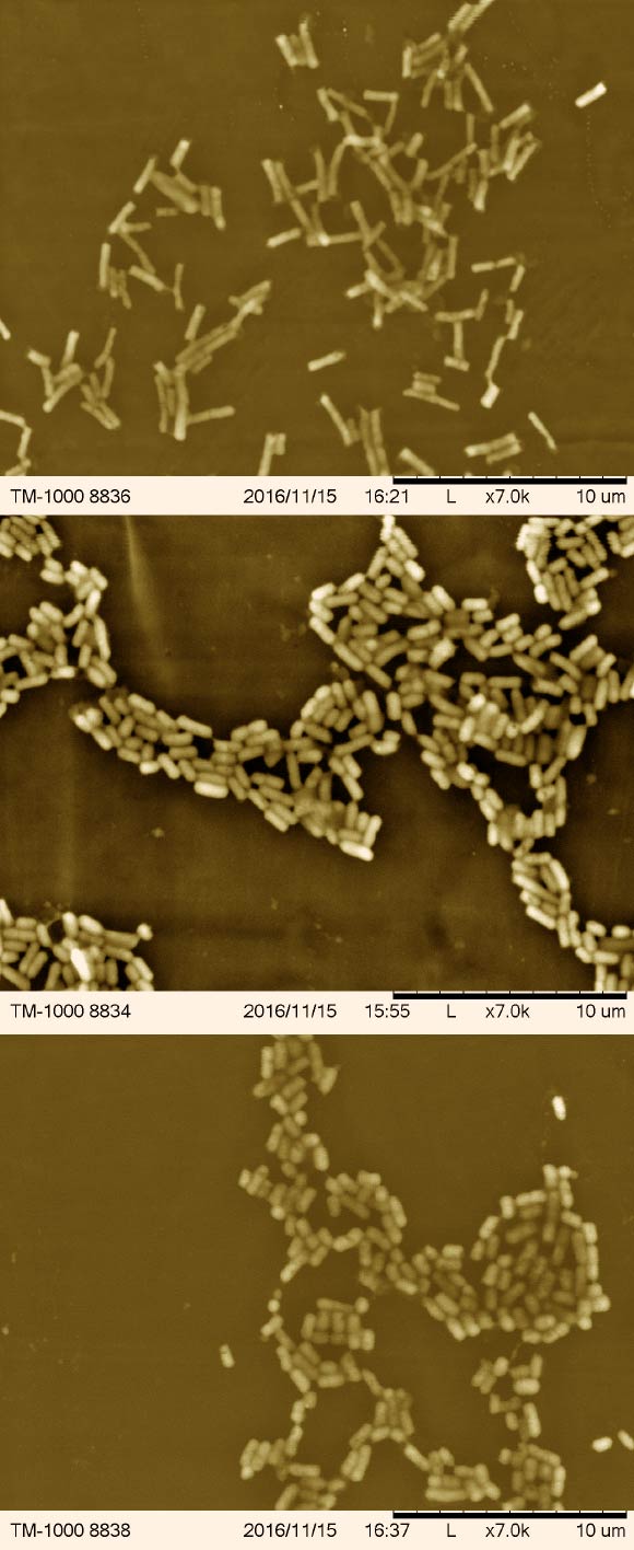 The newly-identified Lactobacillus species (from top to bottom): Lactobacillus quenuiae, L. micheneri and L. timberlakei. Image credit: McFrederick et al, doi: 10.1099/ijsem.0.002758.