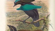 The lesser superb bird-of-paradise (Lophorina minor). Image credit: William Matthew Hart.