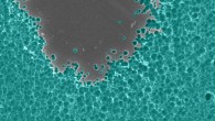 Electron microscope image of enzyme degrading PET plastic. Image credit: Dennis Schroeder / U.S. Department of Energy’s National Renewable Energy Laboratory.