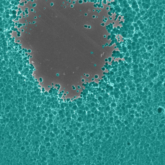 Electron microscope image of enzyme degrading PET plastic. Image credit: Dennis Schroeder / U.S. Department of Energy’s National Renewable Energy Laboratory.