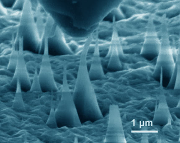 This scanning electron microscope image shows ultrafine diamond needles (cone shapes rising from bottom) being pushed on by a diamond tip (dark shape at top). These images reveal that the diamond needles can bend as much as 9% and still return to their original shape. Image credit: Banerjee et al.