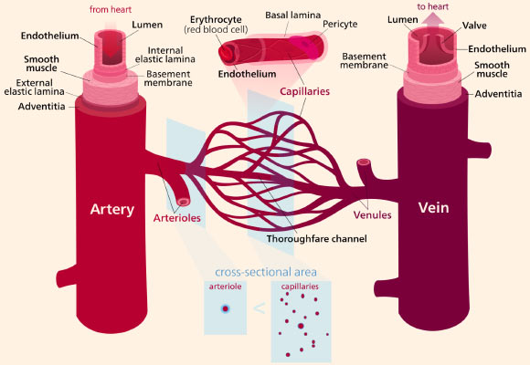 This new study adds to a growing body of evidence suggesting pharmaceutical-grade nutritional supplements (nutraceuticals) could play an important role in preventing heart disease. Image credit: Kelvin Song / CC BY-SA 3.0.