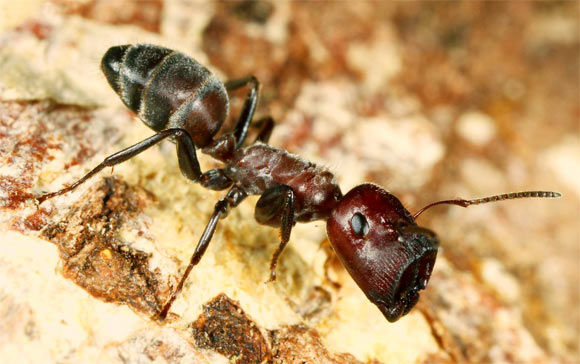 Major worker of Colobopsis explodens with characteristically enlarged head. Image credit: Heinz Wiesbauer.