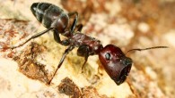 Major worker of Colobopsis explodens with characteristically enlarged head. Image credit: Heinz Wiesbauer.
