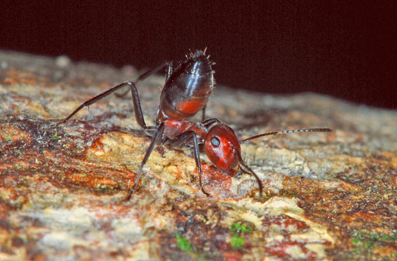 Minor worker of Colobopsis explodens with posterior body raised in a defensive pose. Image credit: Alexey Kopchinskiy.