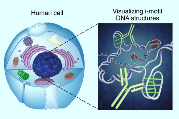 A twisted ‘knot’ of DNA, the i-motif has never before been directly seen inside living cells. Image credit: Zeraati et al, doi: 10.1038/s41557-018-0046-3.