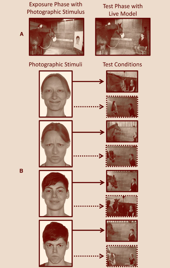 Diagram of the experimental design and setup: (A) images of the experimental setup in exposure phase (left) and test phase (right); (B) photographic stimuli presented in the exposure phase in relation to the permutations of the test phase; in the exposure phase, each horse was presented with a photograph of model A or model B either happy or angry; in the test phase, subjects in the experimental group were presented with the live model previously depicted in the photograph, but this time adopting a neutral expression; subjects in the mismatch control group viewed the previously unseen model adopting a neutral expression; the solid border around the images of the test phase denotes the experimental group, and the dashed border denotes the mismatch control group; both models were blind to the original condition (happy or angry); the presentation duration, stimulus movement, and post-test period were the same in both presentation and exposure phases. Image credit: Proops et al, doi: 10.1016/j.cub.2018.03.035.