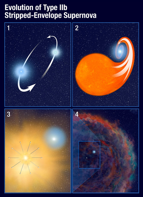 This graphic illustrates the scenario for the processes that create a Type IIb stripped-envelope supernova, in which most, but not all, of the hydrogen envelope is lost prior to the primary star’s explosion. The four panels show the interaction between the SN 2001ig progenitor star, which ultimately exploded, and its surviving companion: 1) two stars orbit each other and draw closer and closer together; 2) the more massive star evolves faster, swelling up to become a red giant. In this late phase of life, it spills most of its hydrogen envelope into the gravitational field of its companion; as the companion siphons off almost all of the doomed star’s hydrogen, it creates an instability in the primary star; 3) the primary star explodes in a supernova; 4) as the supernova’s glow fades, the surviving companion becomes visible to Hubble; the faint remnant of the supernova, at lower left, continues to evolve but in this case is too faint to be detected by Hubble. Image credit: NASA / ESA / A. Field, STScI.