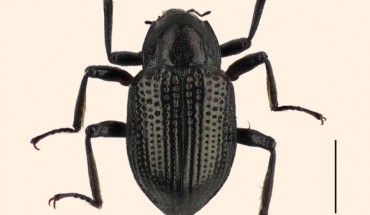 Grouvellinus leonardodicaprioi. Scale bar - 1 mm. Image credit: Hendrik Freitag / Taxon Expeditions.