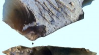 The engraved flint flake from the Kiik-Koba site, Crimea, Ukraine; the arrow indicates the point of impact. Scale bar - 1 cm. Image credit: Majkić et al, doi: 10.1371/journal.pone.0195049.