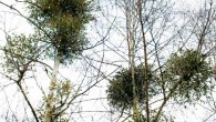 The European mistletoe (Viscum album). Image credit: Etienne Meyer.