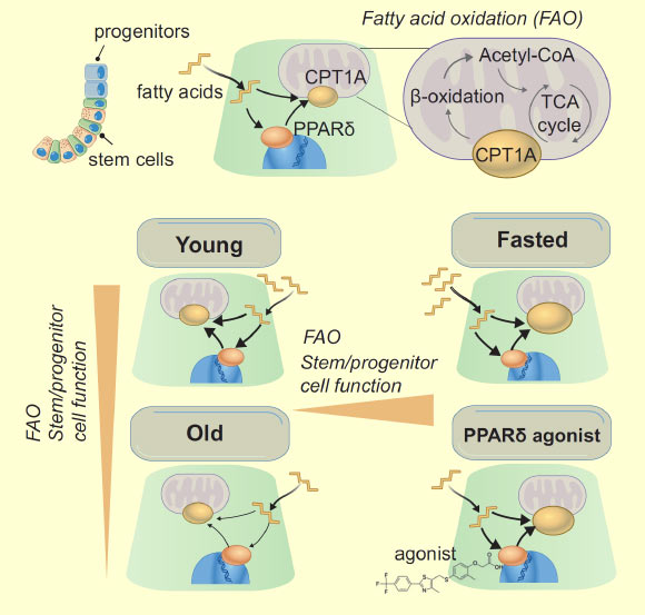 Mihaylova et al show that short-term fasting promotes intestinal stem and progenitor cell function in young and aged mice by inducing a robust fatty acid oxidation (FAO) program; PPAR (peroxisome proliferator-activated receptor) agonists emulate these effects, showing that fatty acid metabolism has positive effects on young and old intestinal stem cells. Image credit: Mihaylova et al, doi: 10.1016/j.stem.2018.04.001.