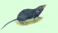 An illustration of the Palawan moss shrew (Palawanosorex muscorum). Image credit: Velizar Simeonovski, Field Museum of Natural History.