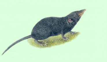 An illustration of the Palawan moss shrew (Palawanosorex muscorum). Image credit: Velizar Simeonovski, Field Museum of Natural History.