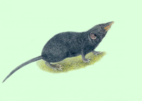 An illustration of the Palawan moss shrew (Palawanosorex muscorum). Image credit: Velizar Simeonovski, Field Museum of Natural History.