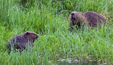 Eurasian beavers (Castor fiber), a mother and her kit. Image credit: Ray Scott / CC BY-SA 3.0.