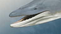 A life-like reconstruction of Llanocetus denticrenatus. Image credit: Carl Buell.
