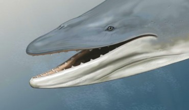 A life-like reconstruction of Llanocetus denticrenatus. Image credit: Carl Buell.