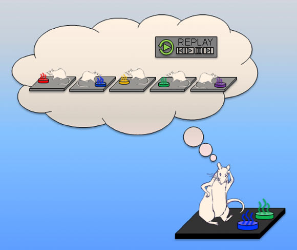 Panoz-Brown et al show that rats remember a stream of multiple episodes and the order in which they occur by engaging hippocampal-dependent episodic memory replay; rats remember the order of events using episodic memory replay and that replay is part of long-term memory, resistant to interference, and hippocampal dependent. The discovery could help advance the development of new drugs to treat Alzheimer’s disease. Image credit: Panoz-Brown et al, doi: 10.1016/j.cub.2018.04.006.