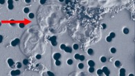 Three major populations from Echinus Geyser, Yellowstone National Park: Marsarchaeota (>1 µm cocci, red arrow), Thermocladium spp. (0.3–0.4 µm diameter filaments), and Sulfolobus islandicus-like organisms (