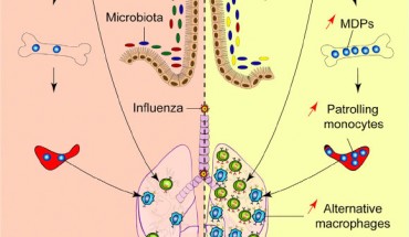 Trompette et al report that a diet rich in the fermentable fiber inulin and SCFAs improve the response of mice to influenza infection by dampening deleterious immunopathology caused by neutrophils while enhancing anti-viral CD8+ T cell responses through a boost in T cell metabolism. Image credit: Trompette et al, doi: 10.1016/j.immuni.2018.04.022.