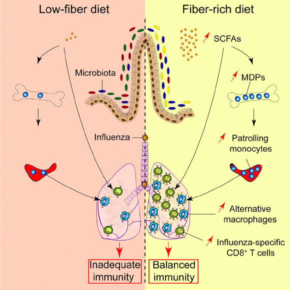 Trompette et al report that a diet rich in the fermentable fiber inulin and SCFAs improve the response of mice to influenza infection by dampening deleterious immunopathology caused by neutrophils while enhancing anti-viral CD8+ T cell responses through a boost in T cell metabolism. Image credit: Trompette et al, doi: 10.1016/j.immuni.2018.04.022.