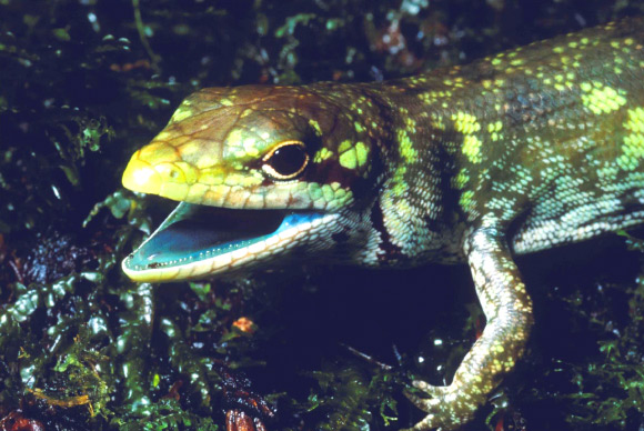 Prasinohaema prehensicauda, a green-blooded lizard with high concentrations of biliverdin, a toxic green bile pigment. Image credit: Chris Austin, Louisiana State University.