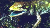 Prasinohaema prehensicauda, a green-blooded lizard with high concentrations of biliverdin, a toxic green bile pigment. Image credit: Chris Austin, Louisiana State University.
