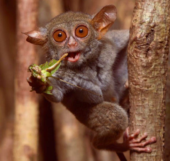 A spectral tarsier (Tarsius tarsier) feeding on a grasshopper in Tangkoko National Park, Northern Sulawesi, Indonesia. Tarsiers have five chitinase genes to digest the high amount of chitin in their insectivorous diet, which likely represents the ancestral condition of all placental animals, including humans. Image credit: Quentin Martinez / University of California, Berkeley.