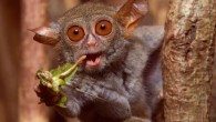 A spectral tarsier (Tarsius tarsier) feeding on a grasshopper in Tangkoko National Park, Northern Sulawesi, Indonesia. Tarsiers have five chitinase genes to digest the high amount of chitin in their insectivorous diet, which likely represents the ancestral condition of all placental animals, including humans. Image credit: Quentin Martinez / University of California, Berkeley.