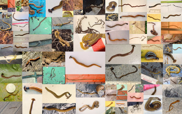 Justine et al report new findings obtained mainly by citizen science in metropolitan France and overseas French territories in the Caribbean (Guadeloupe, Martinique, and Saint Barthélemy), South America (French Guiana), and Indian Ocean (La Réunion, Mayotte). Image credit: Jean-Lou Justine.