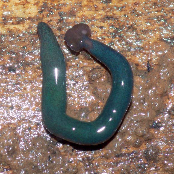 Diversibipalium sp. ‘blue’ from Mayotte, Indian Ocean. Image credit: Laurent Charles.