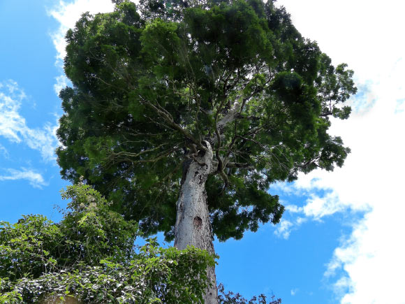 Dinizia jueirana-facao, type specimen. Image credit: Gwilym P. Lewis.