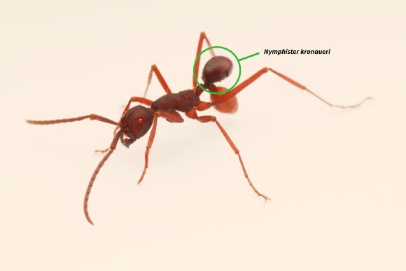 Nymphister kronaueri attached to a worker of the army ant (Eciton mexicanum). Image credit: D. Kronauer.