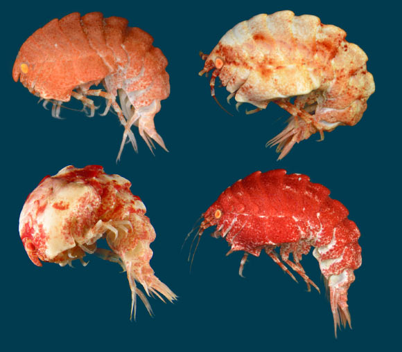 Epimeria quasimodo, adult. Image credit: Cédric d’Udekem d’Acoz / Royal Belgian Institute of Natural Sciences.
