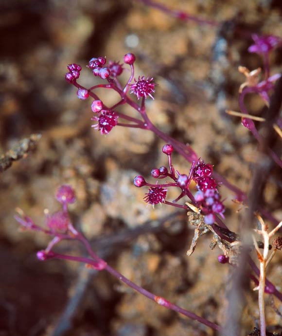 Sciaphila sugimotoi. Image credit: Takaomi Sugimoto.