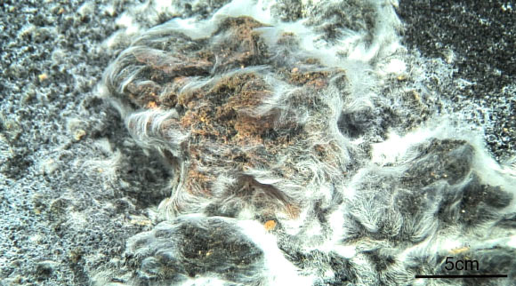 Thiolava veneris in its natural habitat. Image credit: Miquel Canals, University of Barcelona, Spain.