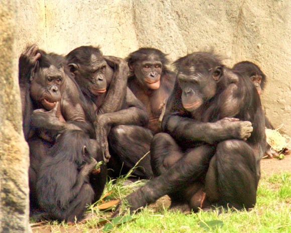 Social gathering of six bonobos at San Diego Zoo. Image credit: William H. Calvin, University of Washington / CC BY-SA 4.0.
