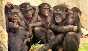 Social gathering of six bonobos at San Diego Zoo. Image credit: William H. Calvin, University of Washington / CC BY-SA 4.0.