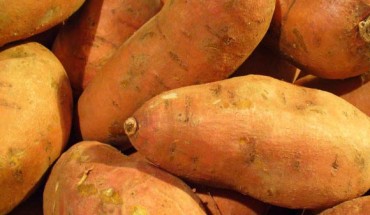 The sweet potato (Ipomoea batatas). Image credit: Llez / CC BY-SA 3.0.