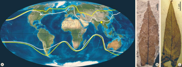 (A) this map shows the modern distribution of the sweet potato family (yellow line) and genus (white line); (B) the fossil leaf of Ipomoea meghalayensis; (C) the modern leaf of Ipomoea eriocarpa, showing a similar size, shape and vein pattern. Image credit: Indiana University.