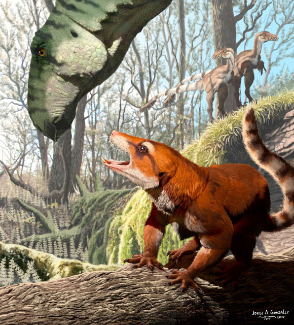 Cifelliodon wahkarmoosuch. Image credit: Jorge A. Gonzalez / Keck School of Medicine of the University of Southern California, Los Angeles.