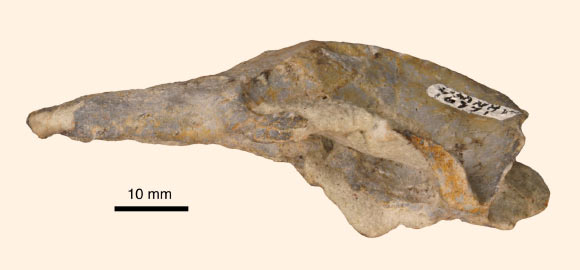 The nearly complete skull of Cifelliodon wahkarmoosuch. Image credit: Huttenlocker et al, doi: 10.1038/s41586-018-0126-y.