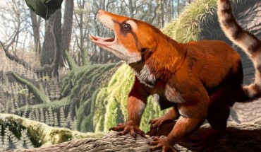 Cifelliodon wahkarmoosuch. Image credit: Jorge A. Gonzalez / Keck School of Medicine of the University of Southern California, Los Angeles.